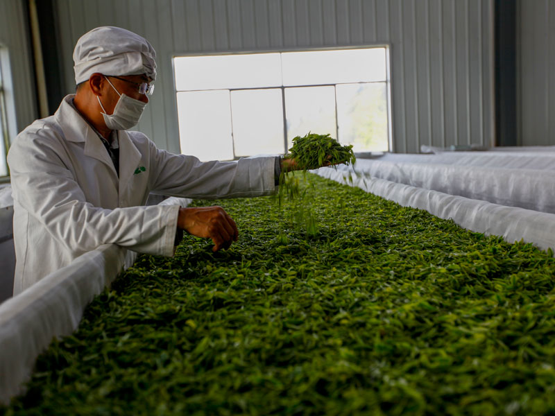 贵州纳福礼：高品质茶叶定制厂家